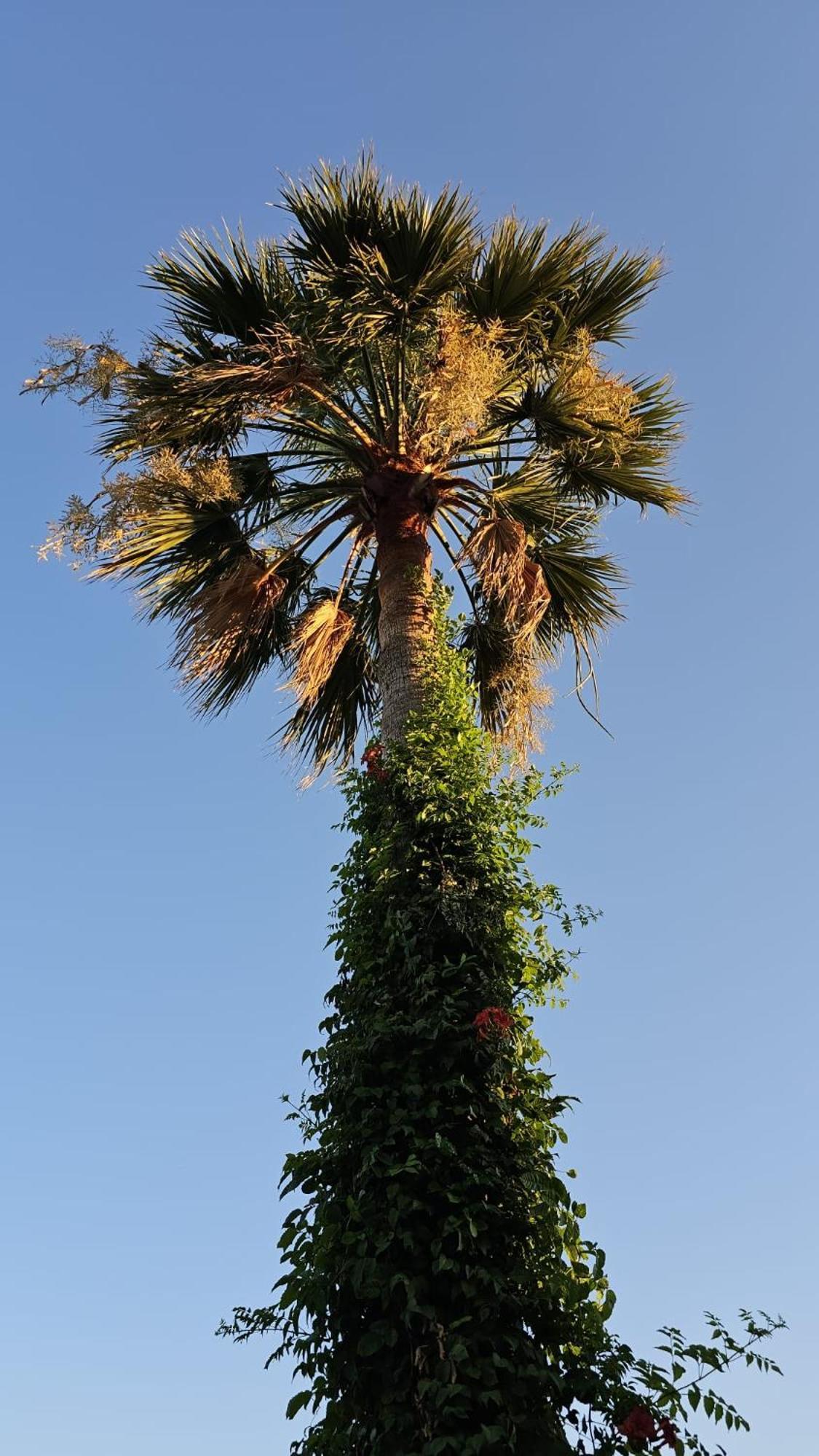 Villa Bade Dalyan Exterior foto